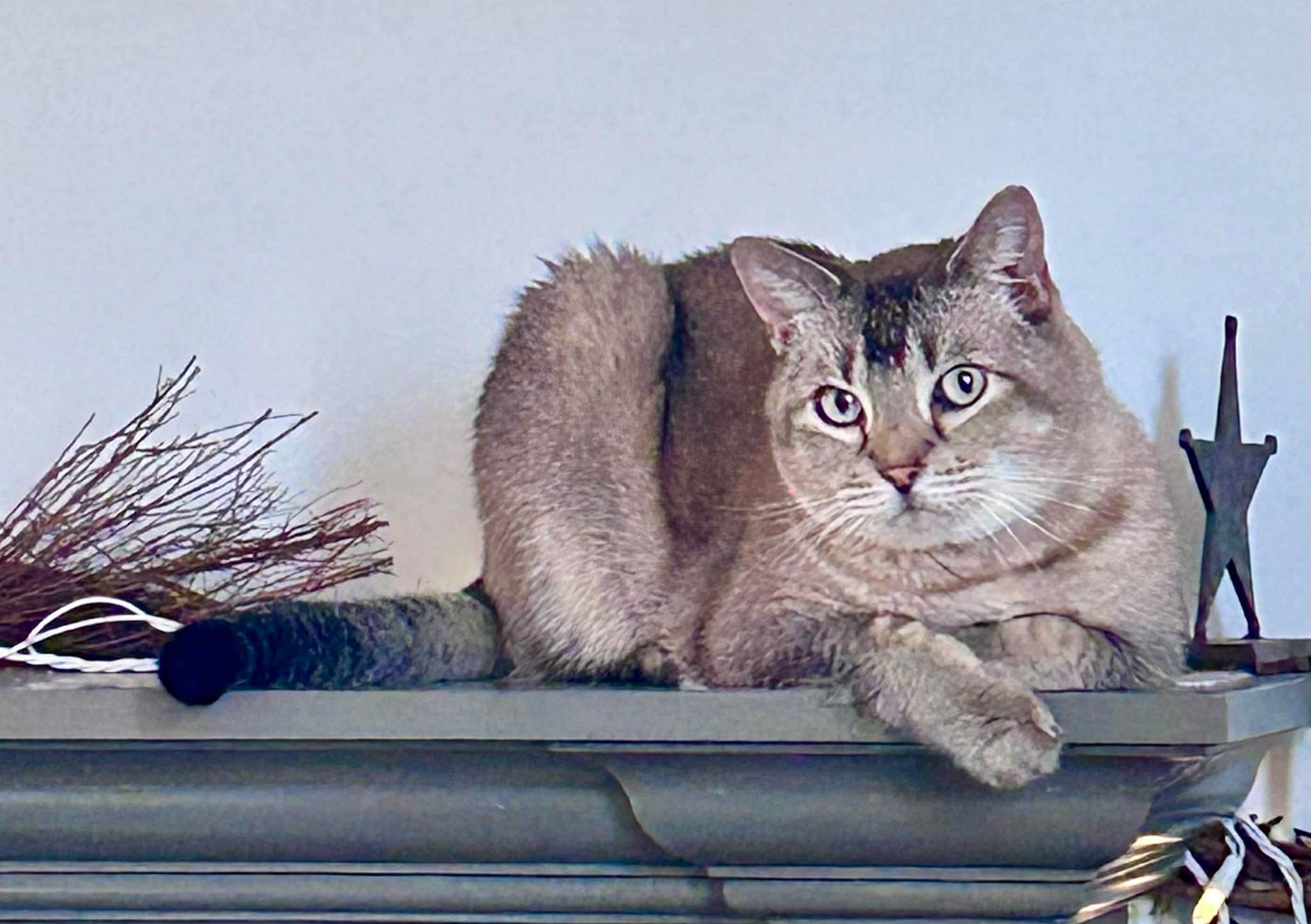 Enlarge Sasha and Oliver , a ADOPTABLE mixed breed in Fort Oglethorpe, GA image 4/6