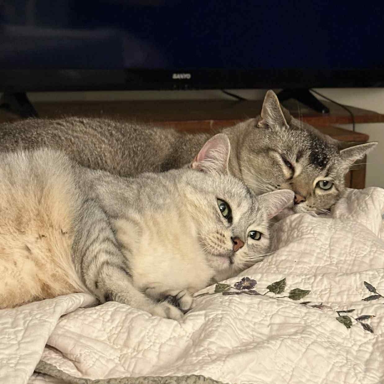 Enlarge Sasha and Oliver , a ADOPTABLE mixed breed in Fort Oglethorpe, GA image 1/6