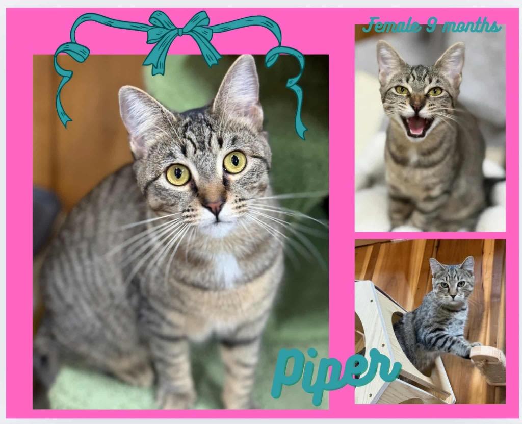 Enlarge Piper, a Adoptable mixed breed in Blountville, TN image 1/1