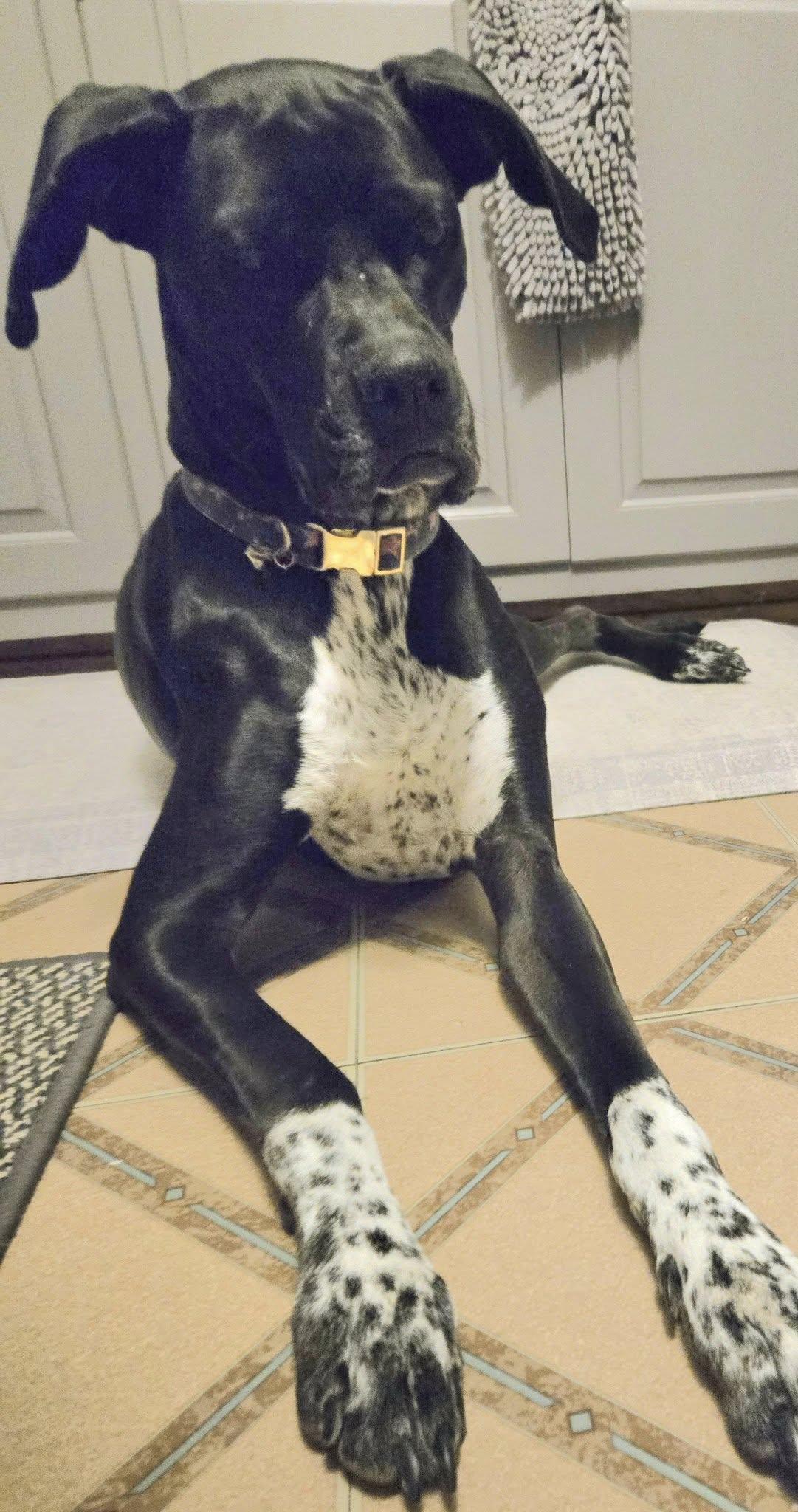 Enlarge Rei! Vibrant amazing girl!, a Adoptable mixed breed in RUSSIAVILLE, IN image 2/5