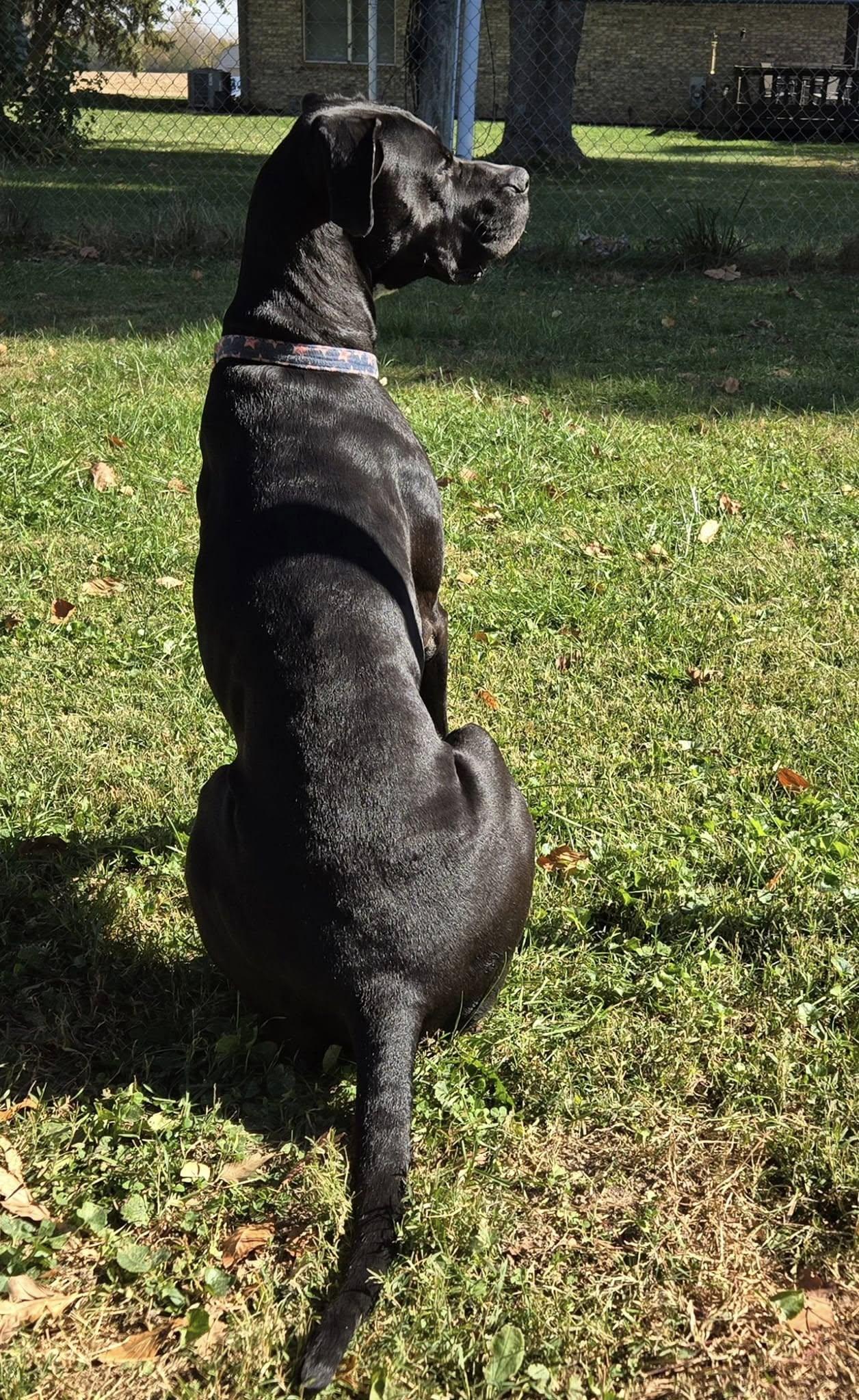 Enlarge Rei! Vibrant amazing girl!, a Adoptable mixed breed in RUSSIAVILLE, IN image 5/5