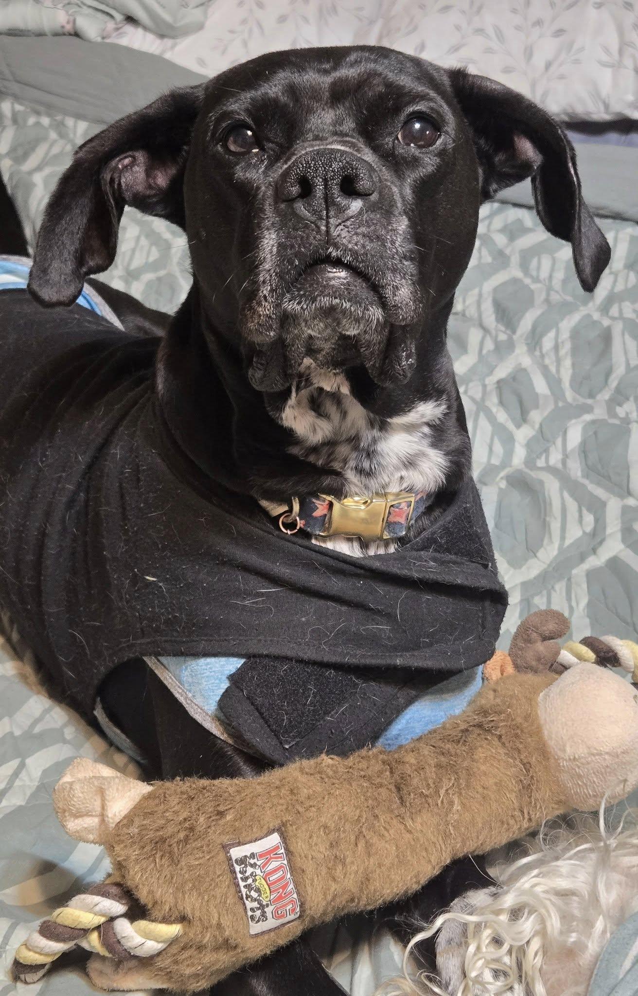 Enlarge Rei! Vibrant amazing girl!, a Adoptable mixed breed in RUSSIAVILLE, IN image 3/5