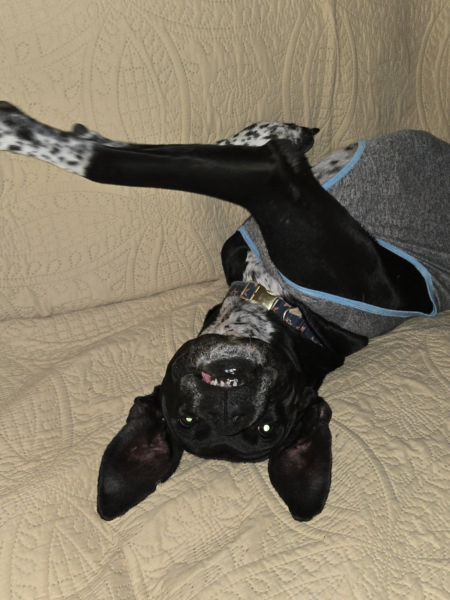 Enlarge Rei! Vibrant amazing girl!, a Adoptable mixed breed in RUSSIAVILLE, IN image 4/5