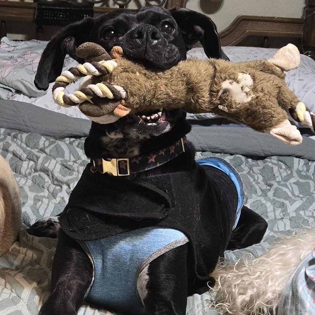 Enlarge Rei! Vibrant amazing girl!, a Adoptable mixed breed in RUSSIAVILLE, IN image 1/5