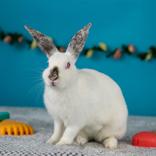 Giulia, ADOPTABLE, Adult Female Californian.