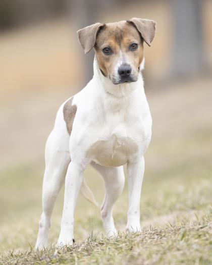Enlarge Dorothy, an adoptable mixed breed in Bedford, IN image 1/4