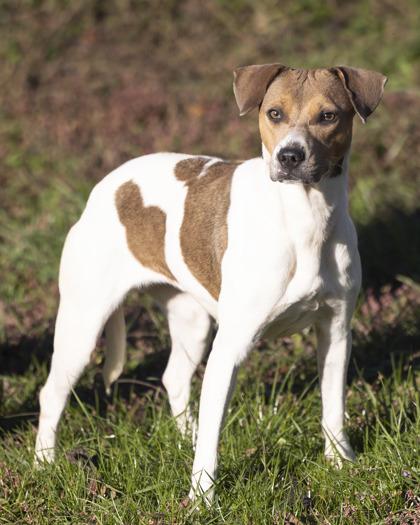 Enlarge Dorothy, a Adoptable Mixed Breed in Bedford, IN image 3/3