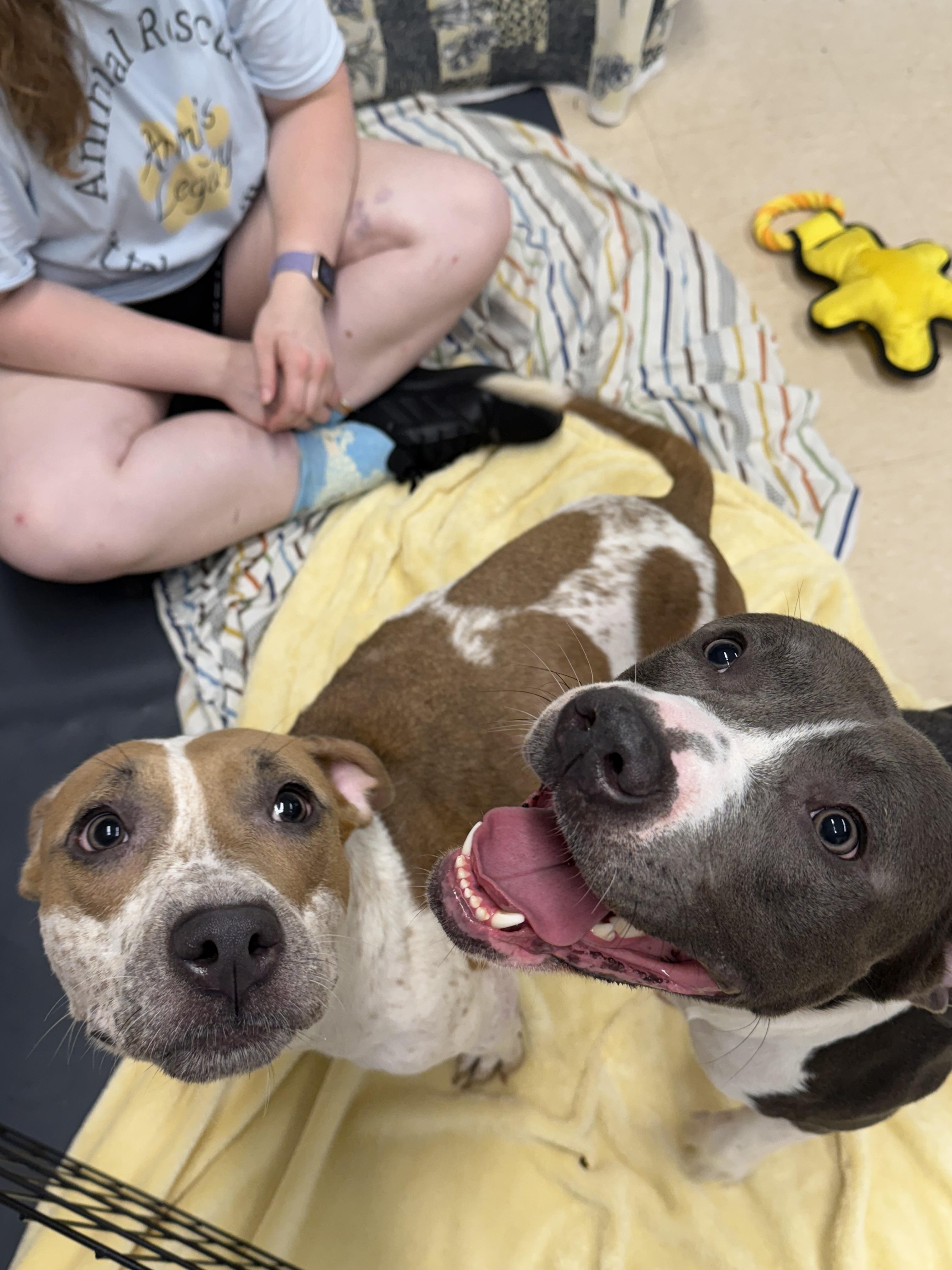 Roxy Mama and Max -BONDED, Young Female unknown
