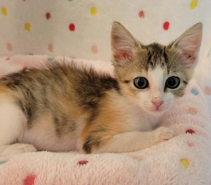 Enlarge Trixie, a Adoptable mixed breed in King William, VA image 1/1