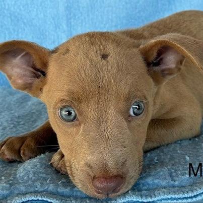 Marlin, Adoptable, Puppy Male Vizsla & Mixed Breed.