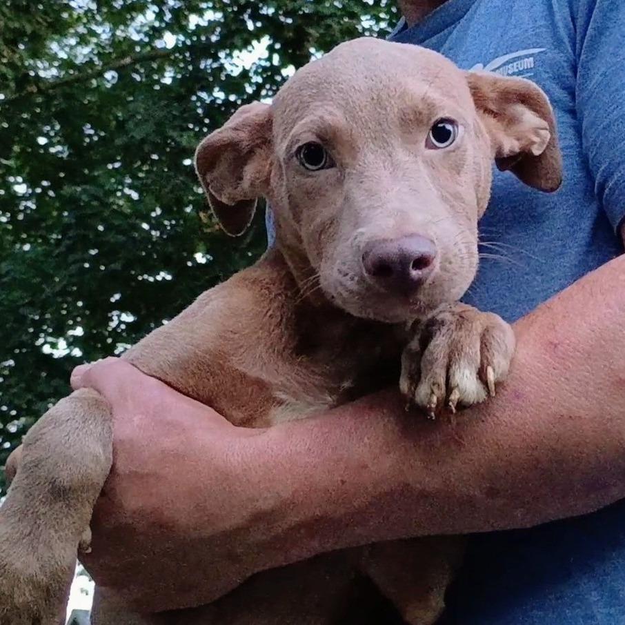 Enlarge Marlin, a Adoptable mixed breed in Lima, OH image 2/2