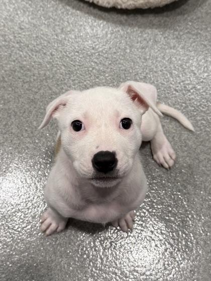 Ivory, a Adoptable mixed breed in Grapevine, TX image 1/2