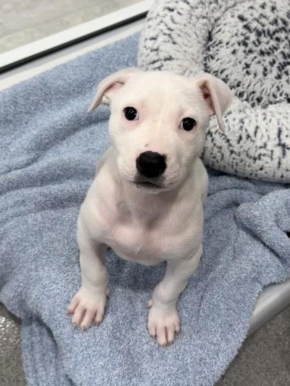 Ivory, a Adoptable mixed breed in Grapevine, TX image 2/2