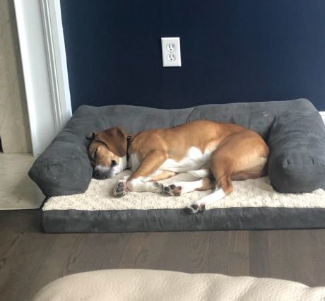 Bodie (was Cooper Charles), a Adoptable Beagle in Waldorf, MD image 2/4