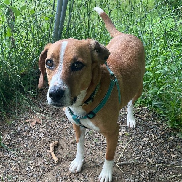 Bodie (was Cooper Charles), a Adoptable Beagle in Waldorf, MD image 1/4