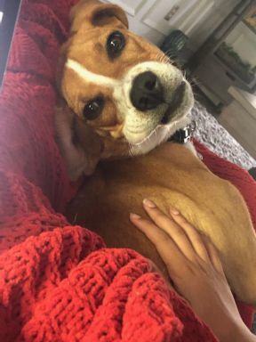 Bodie (was Cooper Charles), a Adoptable Beagle in Waldorf, MD image 3/4