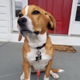 Bodie (was Cooper Charles), a Adoptable Beagle in Waldorf, MD image 4/4