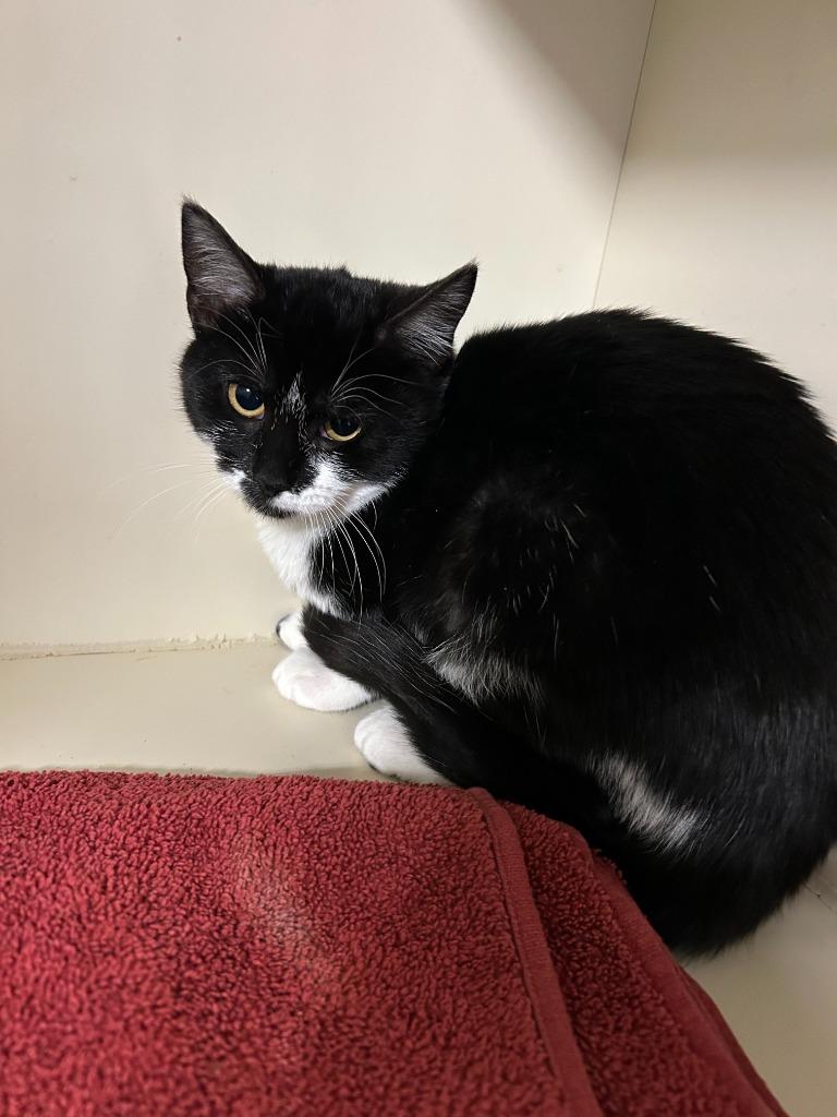 2025-167 Blackjack (bonded with Roulette)