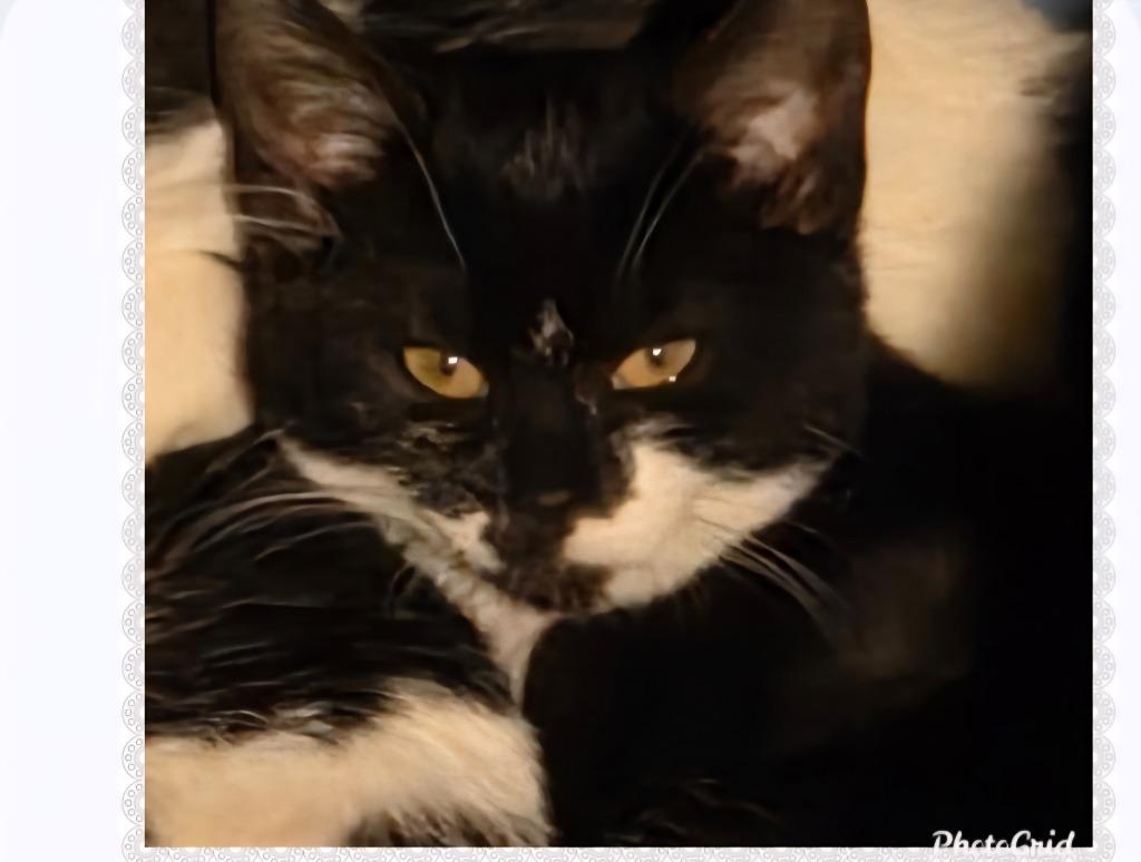 2025-167 Blackjack (bonded with Roulette) — thumbnail 2