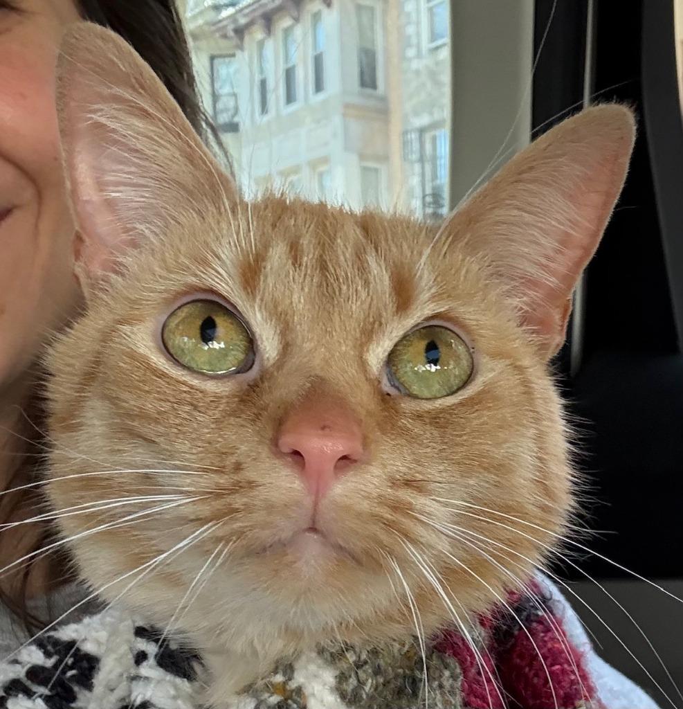 Ginny, Adopted, Young Female Domestic Short Hair.