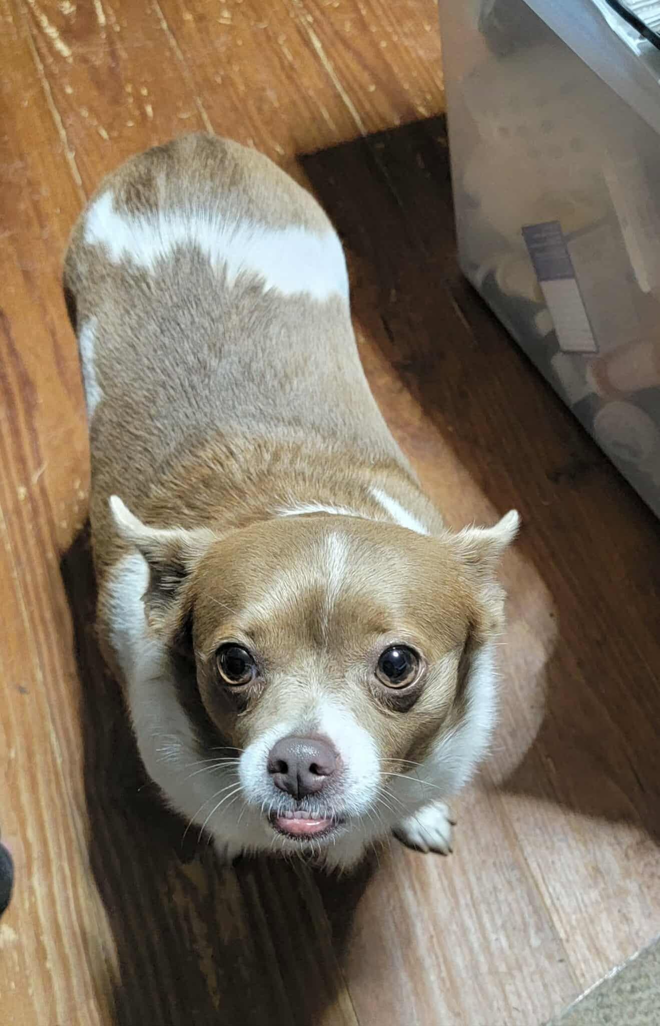 Eva, Adoptable, Adult Female Chihuahua.
