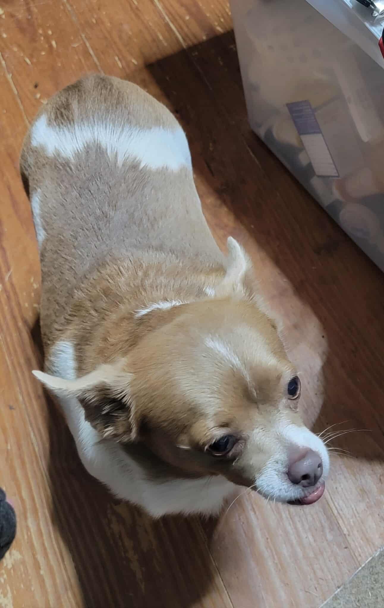 Eva, a Adoptable mixed breed in Van Alstyne, TX image 2/3