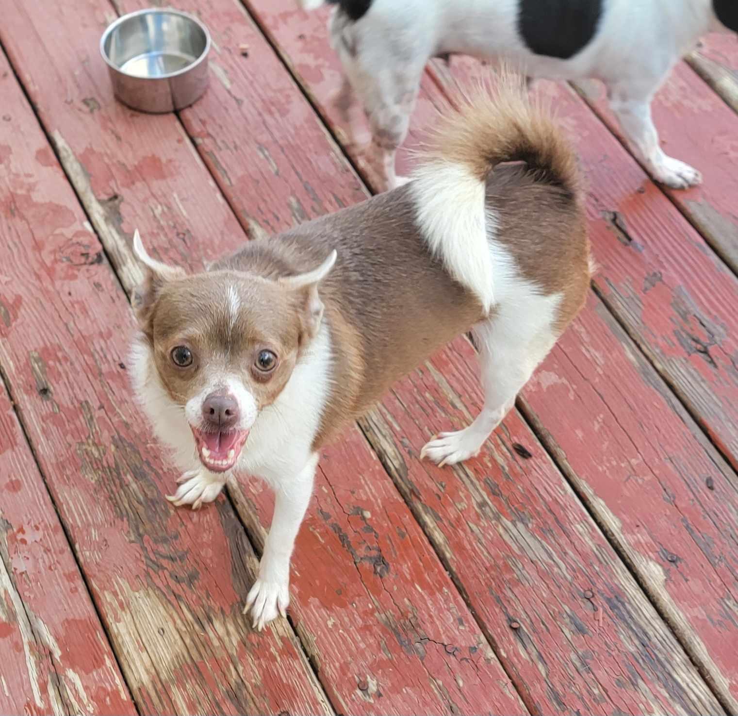 Eva, a Adoptable mixed breed in Van Alstyne, TX image 3/3