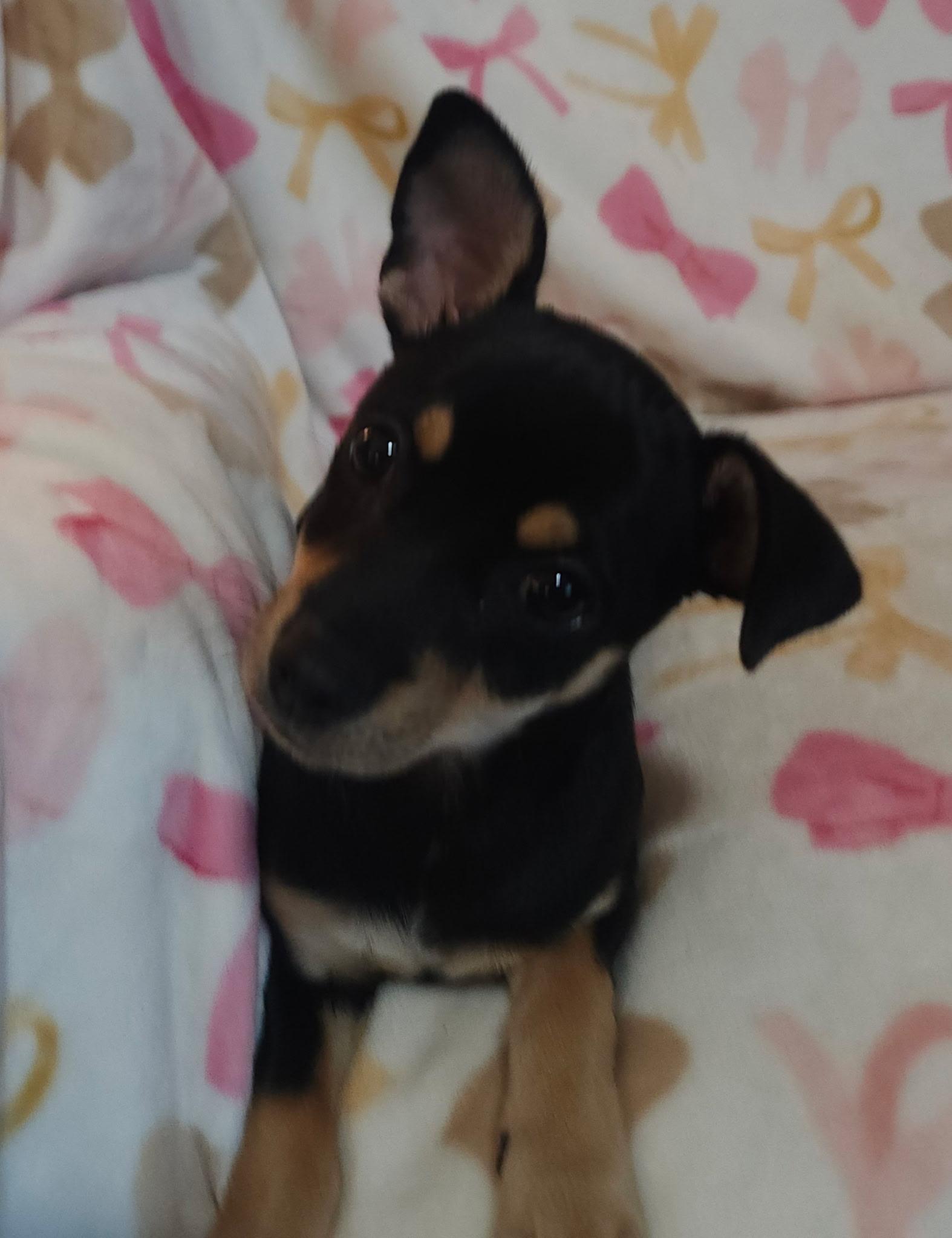 Angelika, an adopted mixed breed in Houston, TX image 5/5