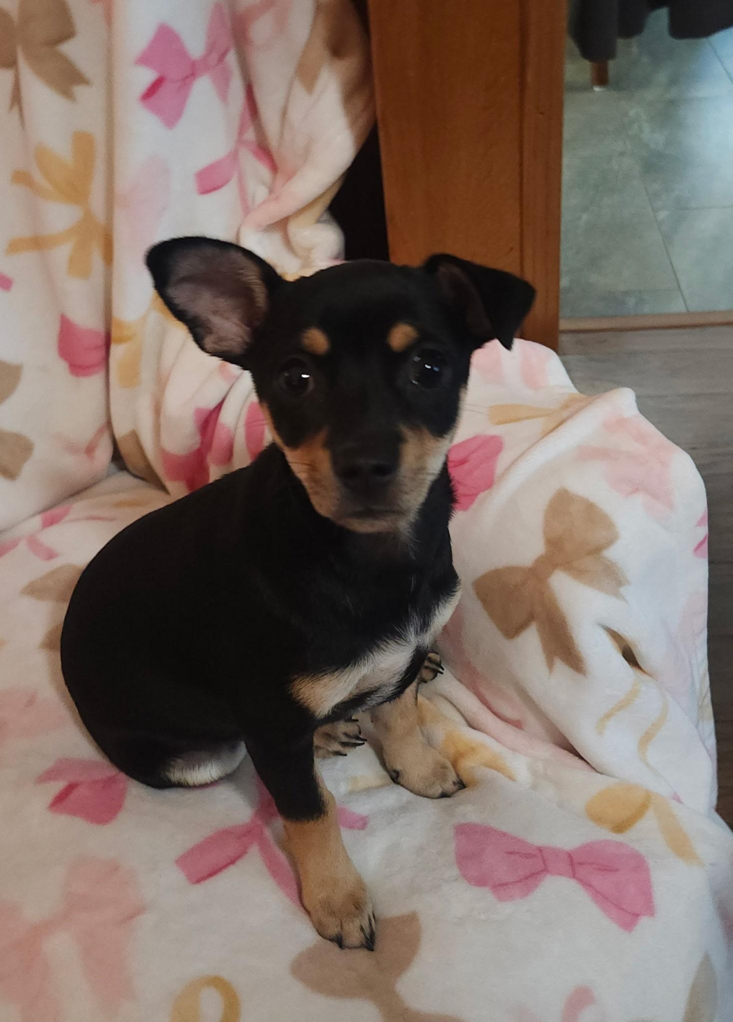 Angelika, an adopted mixed breed in Houston, TX image 2/5