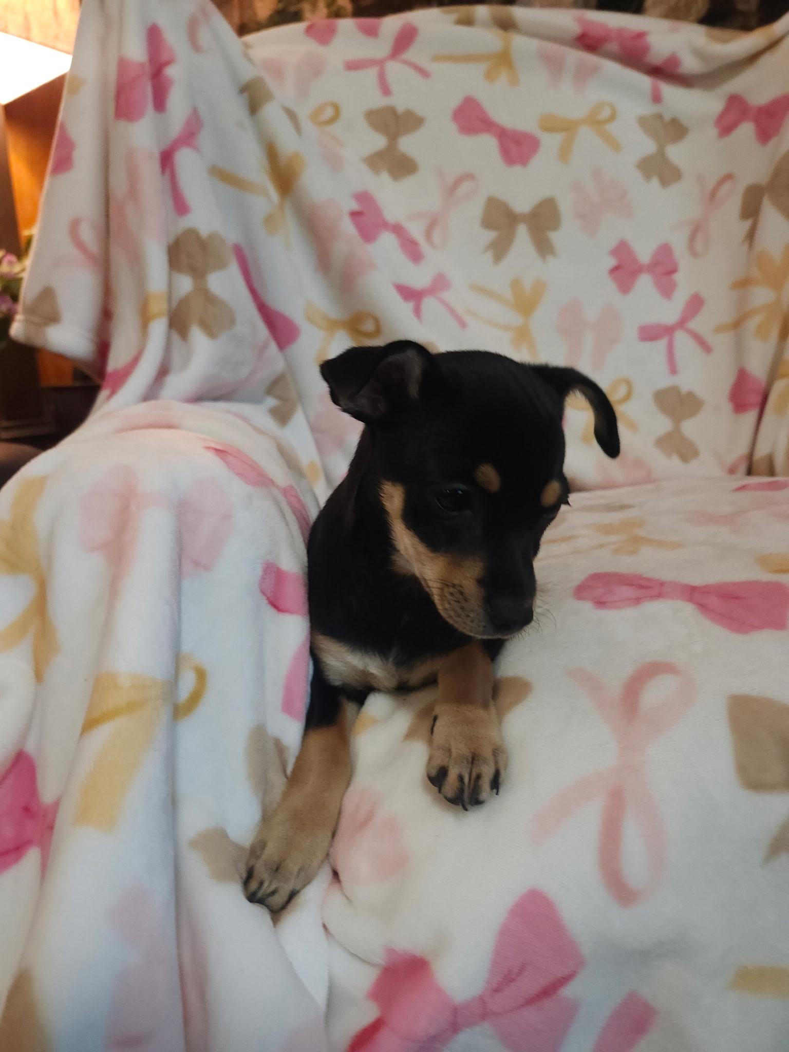 Angelika, an adopted mixed breed in Houston, TX image 4/5