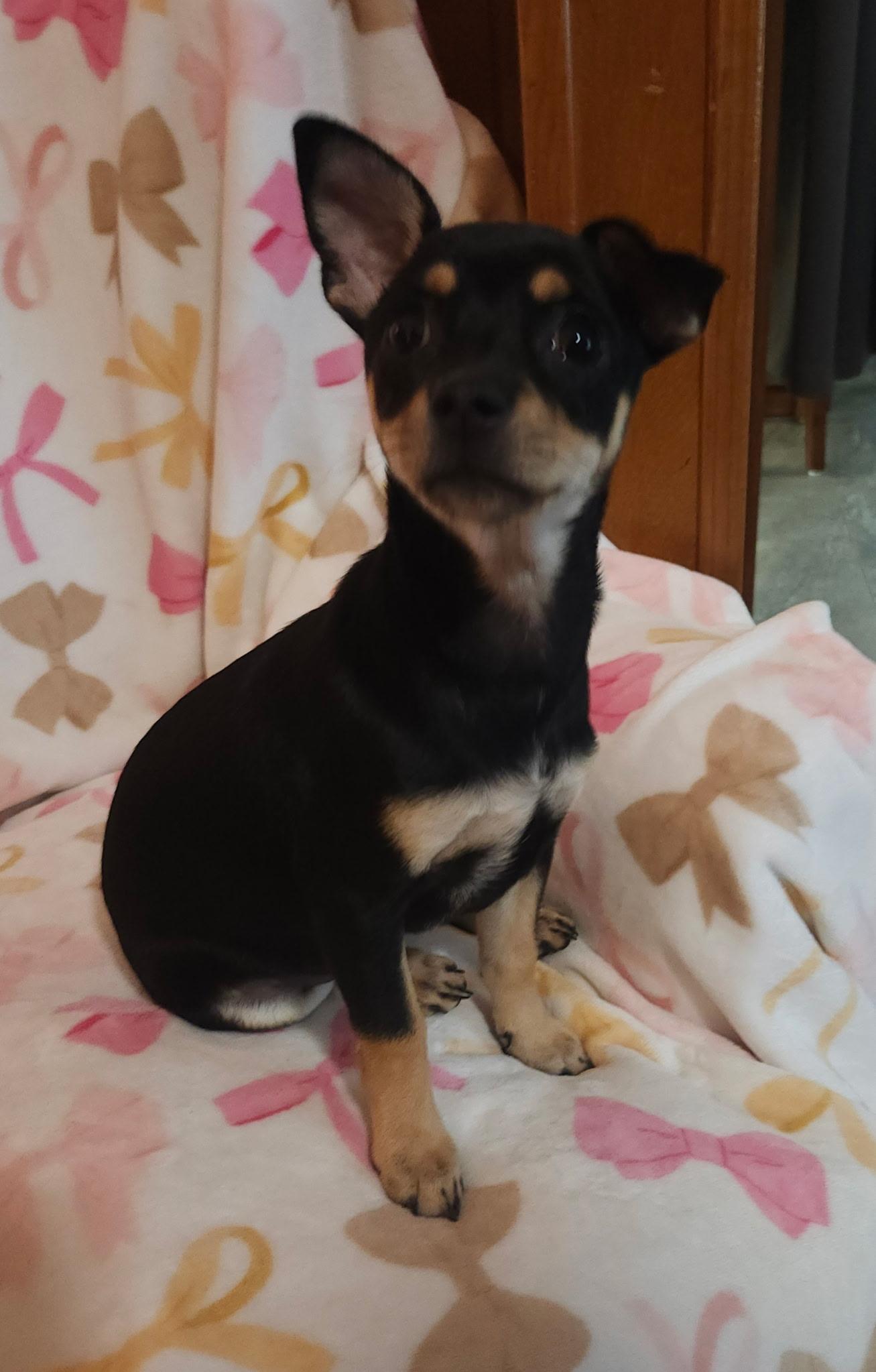 Angelika, an adopted mixed breed in Houston, TX image 3/5