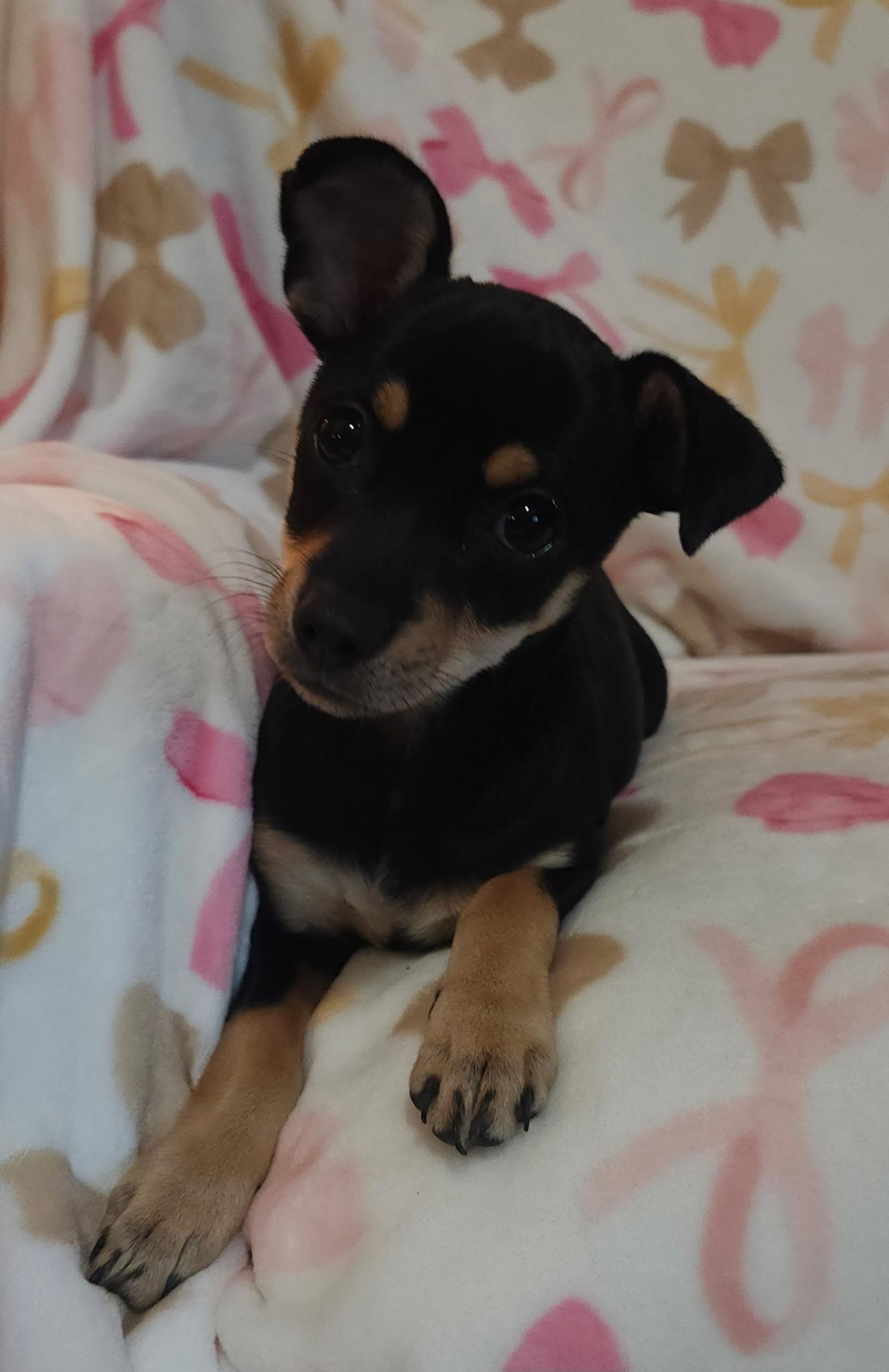 Angelika, adopted, Puppy Female Rat Terrier.