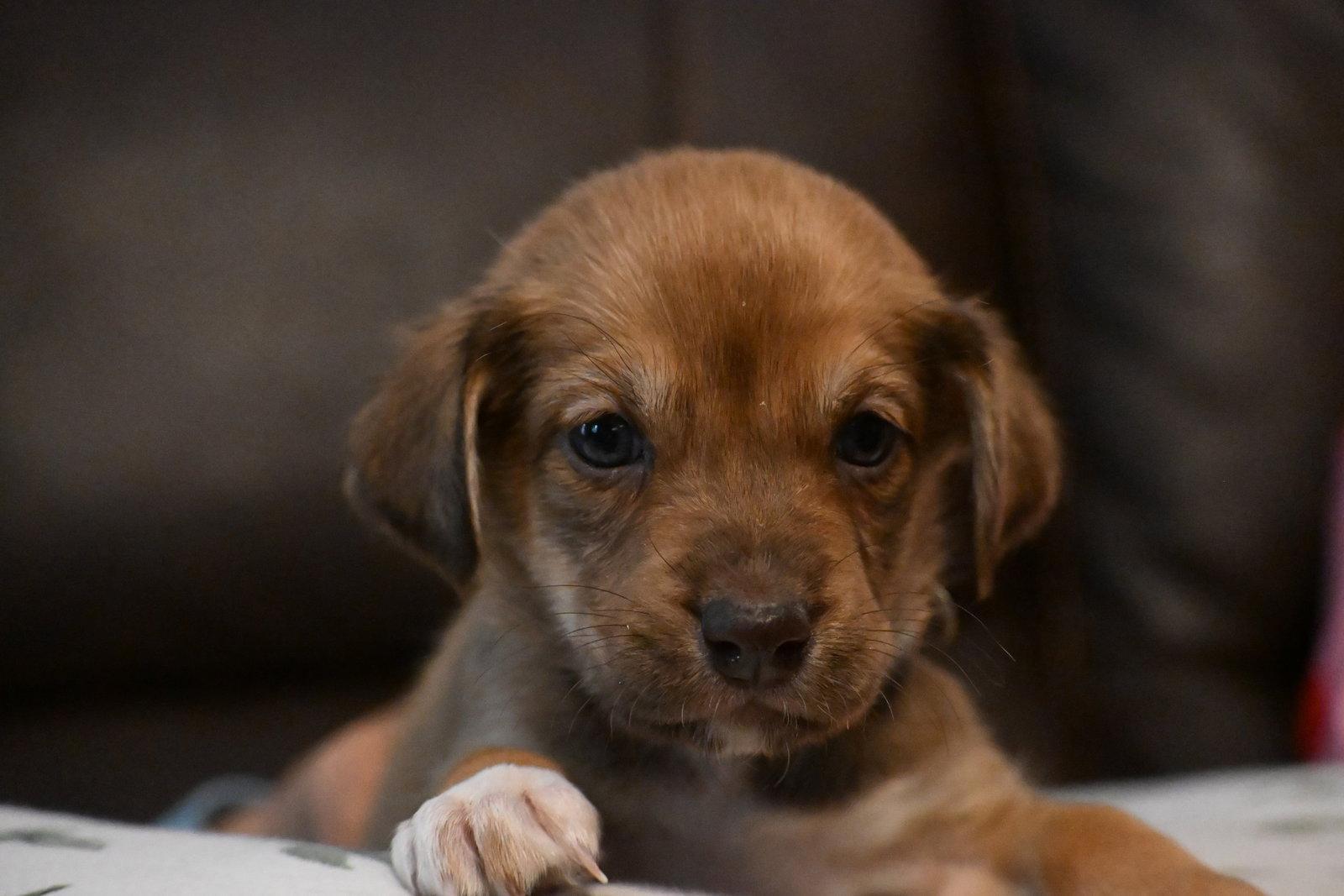 Enlarge Juneau, a Adopted mixed breed in Holly Springs, NC image 1/1