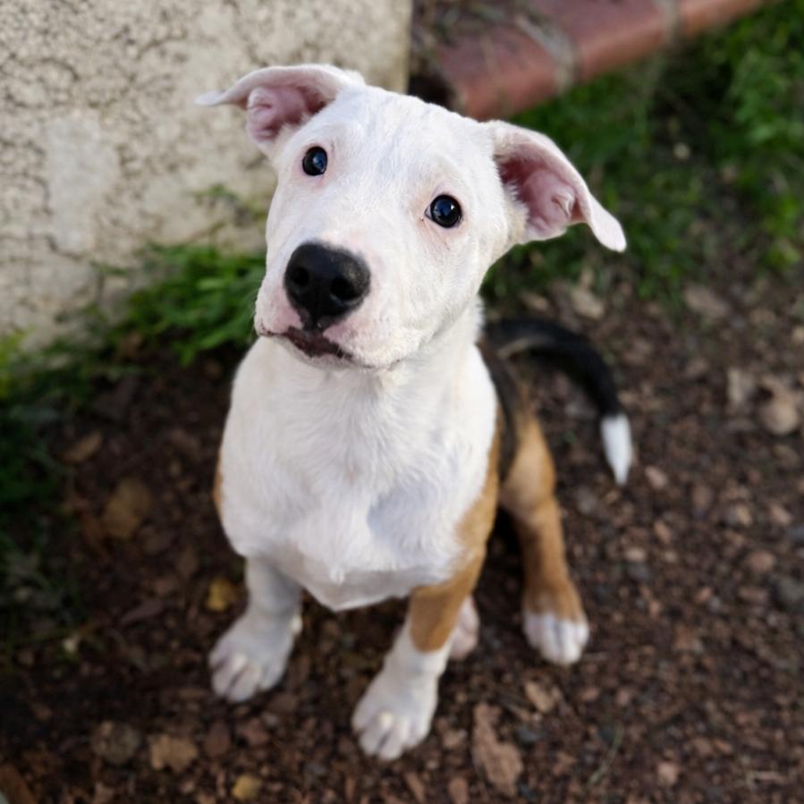 Lucas, Adoptable, Puppy Male German Shepherd Dog & Mixed Breed.