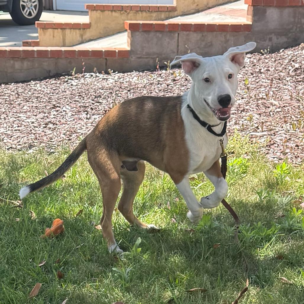 Lucas, Adoptable, Puppy Male German Shepherd Dog & Pit Bull Terrier.