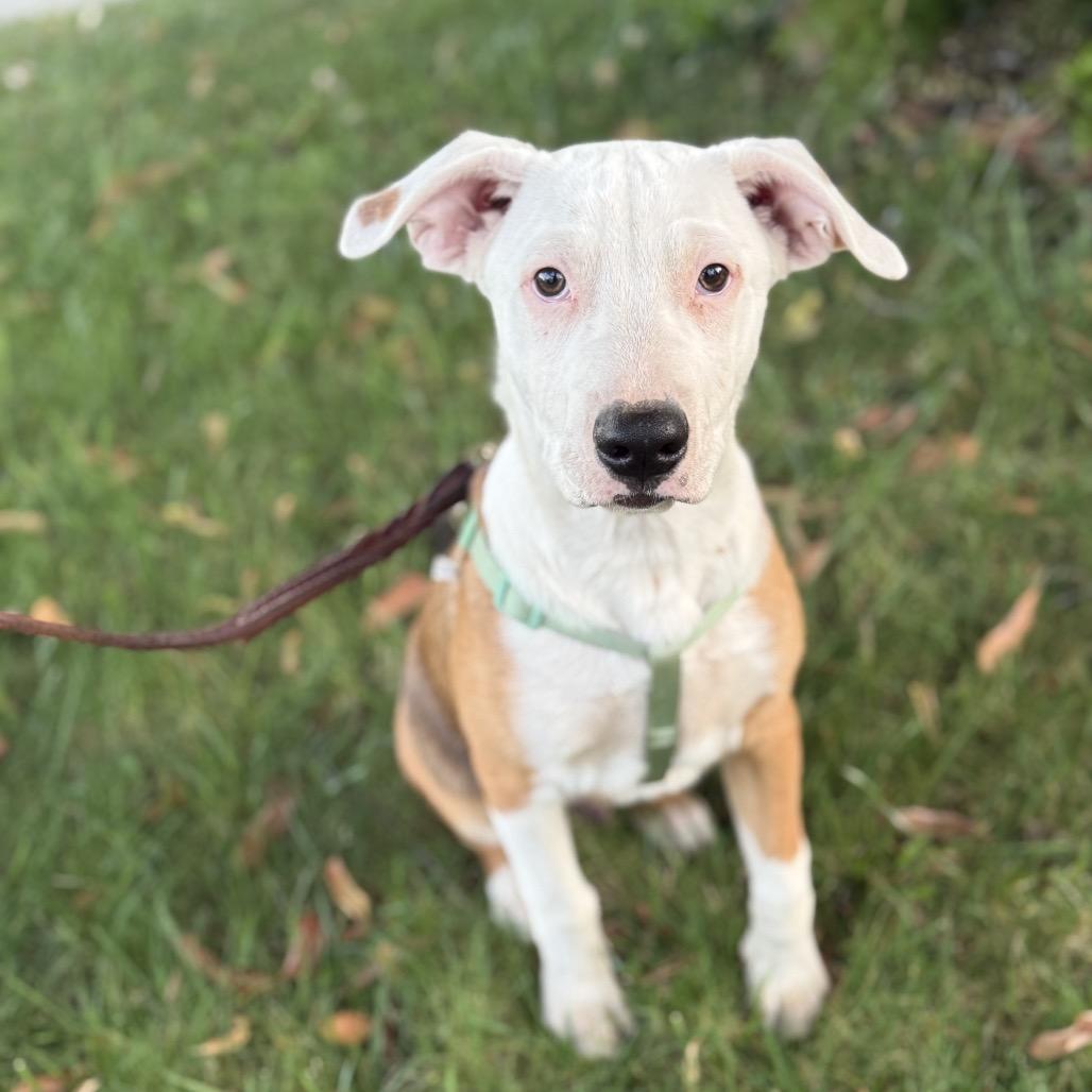 Enlarge Lucas, a Adoptable mixed breed in San Diego, CA image 2/6