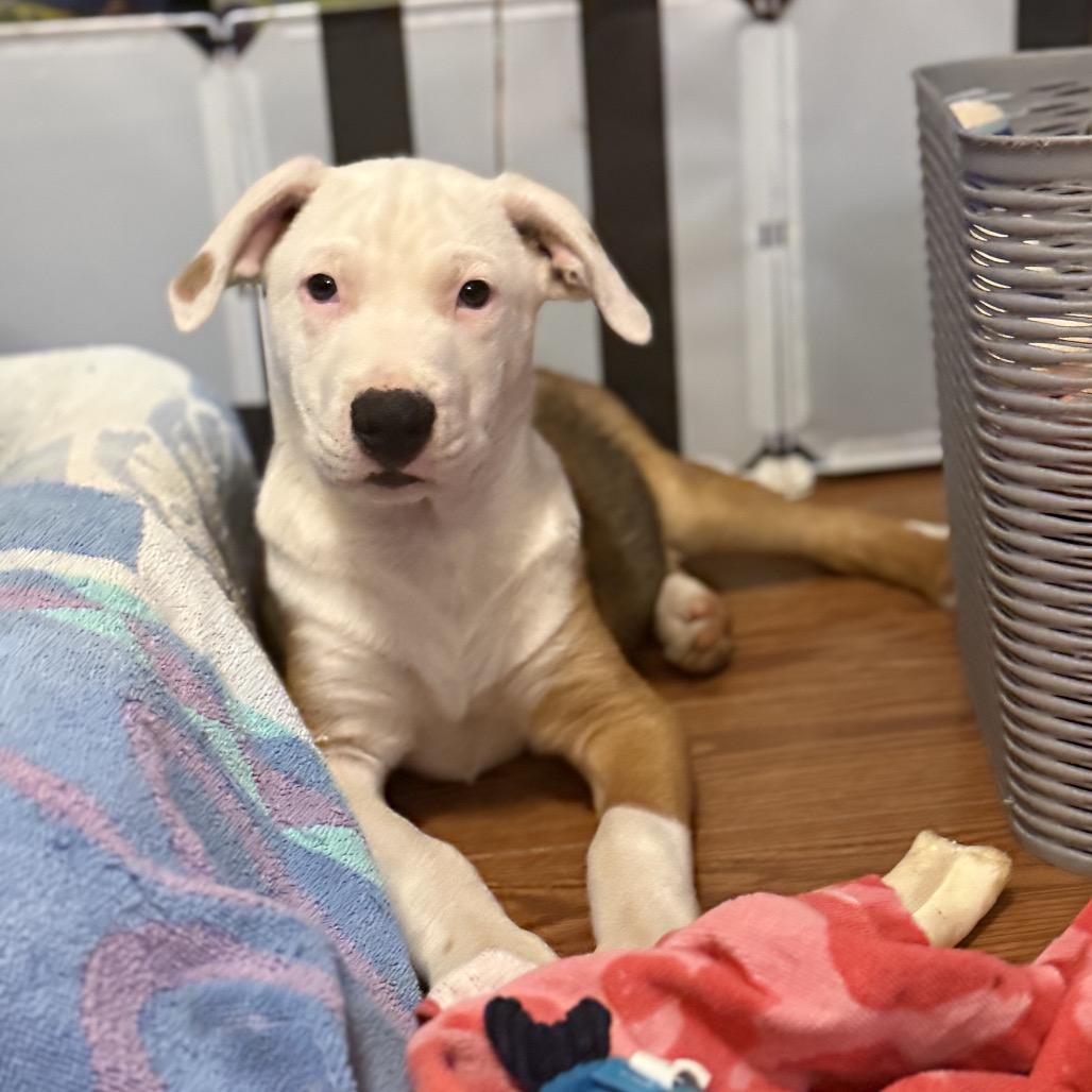 Enlarge Lucas, a Adoptable mixed breed in San Diego, CA image 2/6