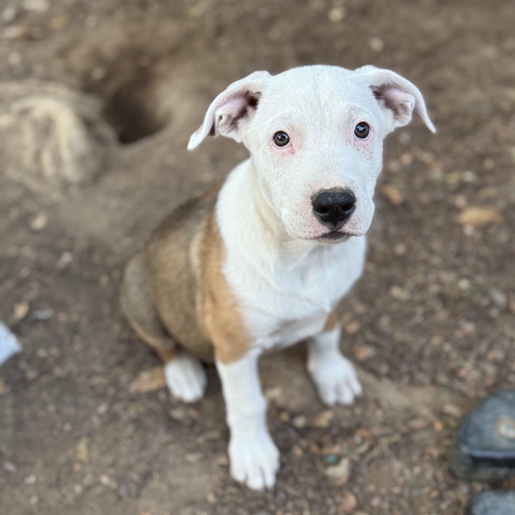 Enlarge Lucas, a Adoptable mixed breed in San Diego, CA image 3/6