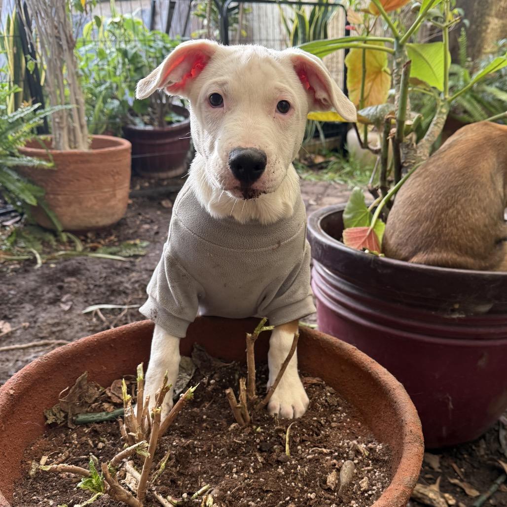 Enlarge Lucas, a Adoptable mixed breed in San Diego, CA image 4/6