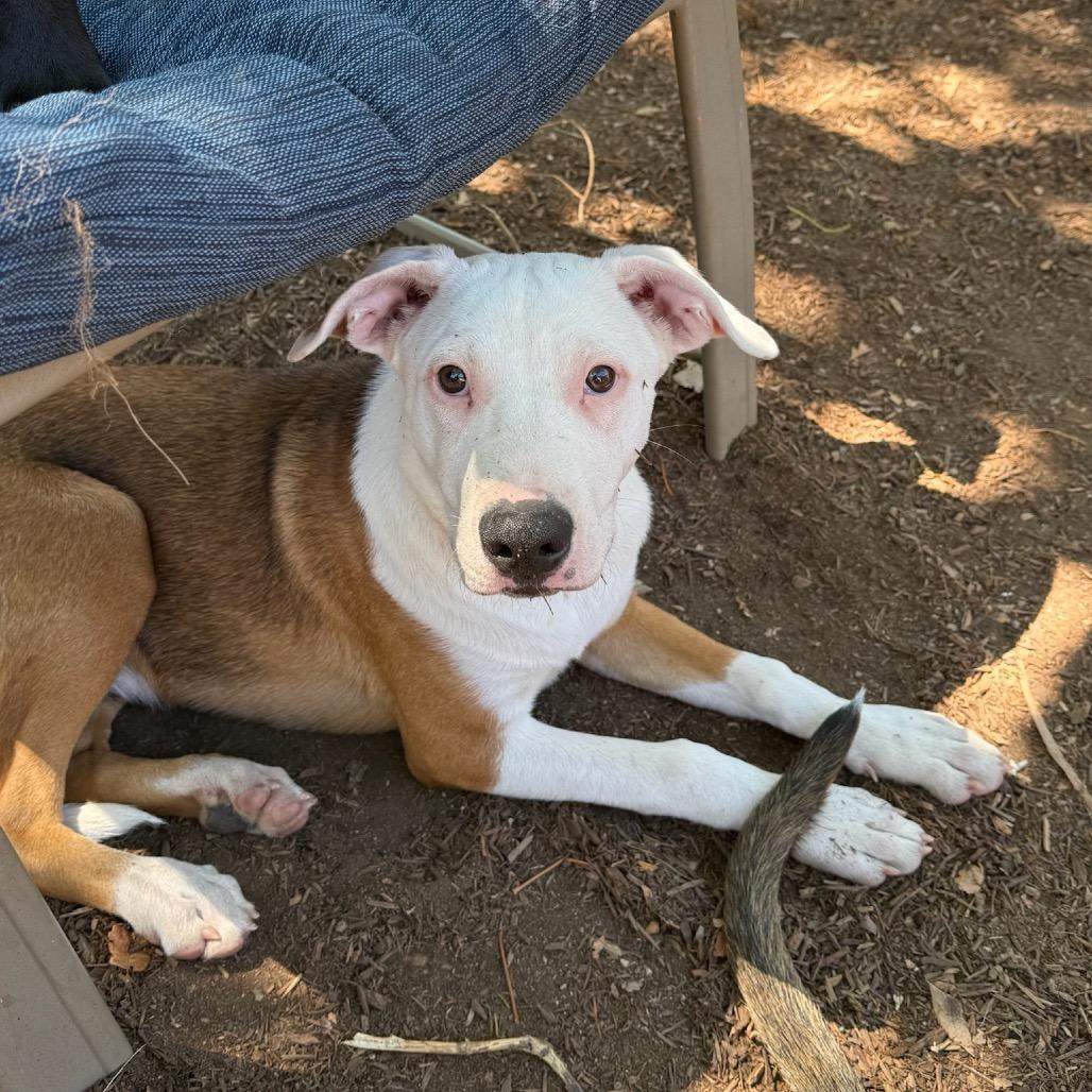 Enlarge Lucas, a Adoptable mixed breed in San Diego, CA image 3/6