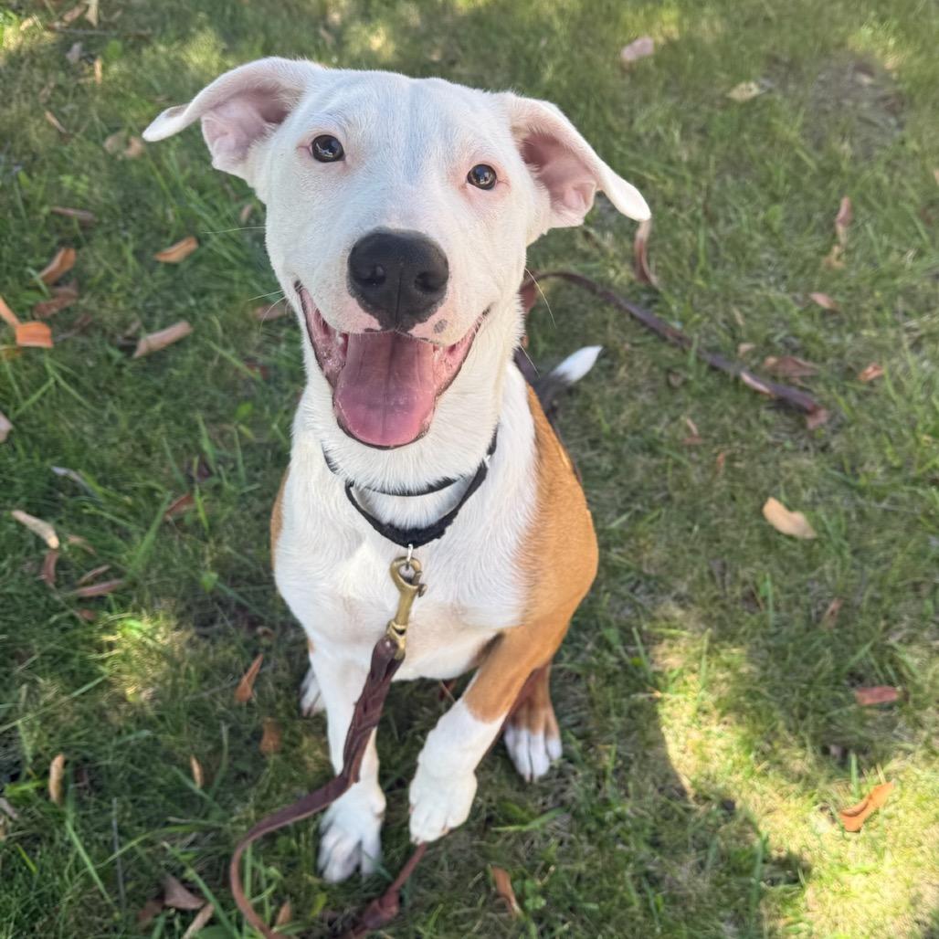 Enlarge Lucas, a Adoptable mixed breed in San Diego, CA image 4/6