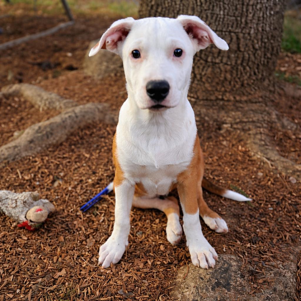 Enlarge Lucas, a Adoptable mixed breed in San Diego, CA image 5/6