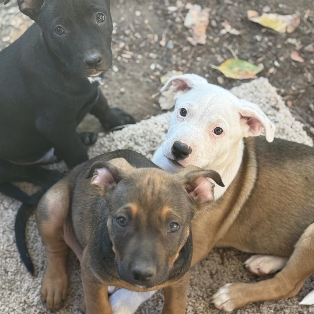 Enlarge Lucas, a Adoptable mixed breed in San Diego, CA image 6/6