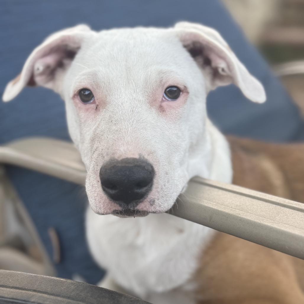 Enlarge Lucas, a Adoptable mixed breed in San Diego, CA image 6/6