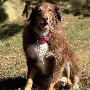 Molly, Adult Female unknown