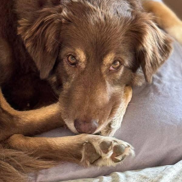 Molly photo 4