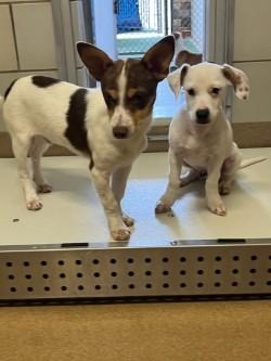 Enlarge Bazil, an adopted mixed breed in Murphy, TX image 1/1