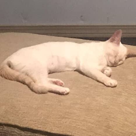 Henry’s Siamese Flamepoint