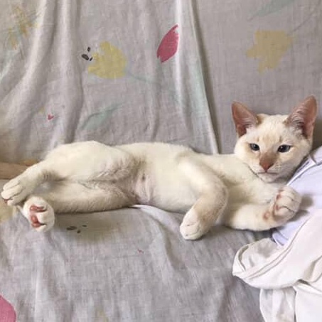 Henry’s Siamese Flamepoint