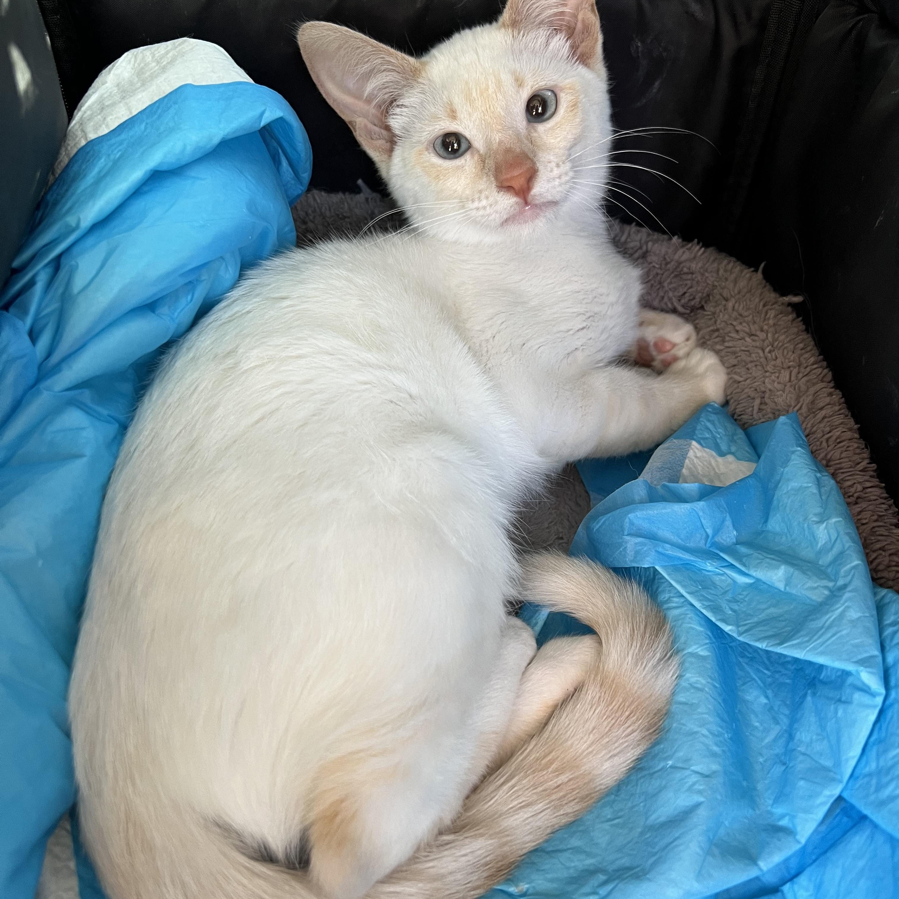 Henry’s Siamese Flamepoint